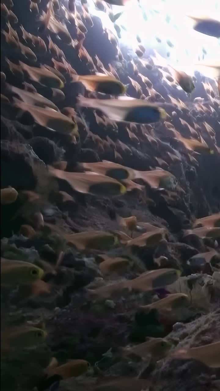 一群鱼在黑暗的洞穴里游泳视频下载