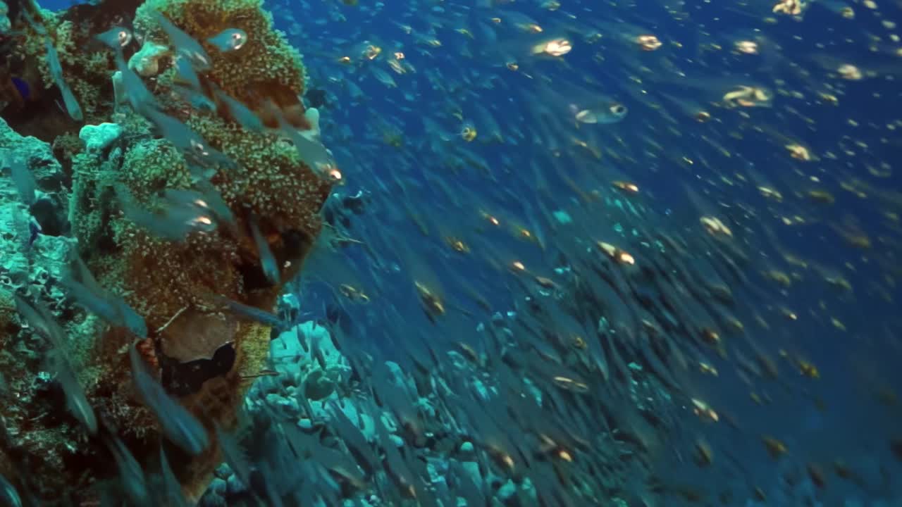 一群在海里游泳的鱼视频下载