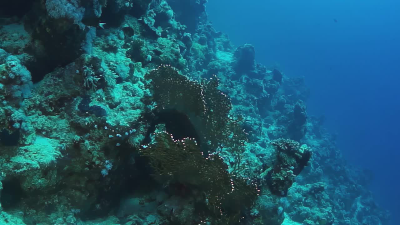 礁石上长着一棵绿色的大植物视频下载