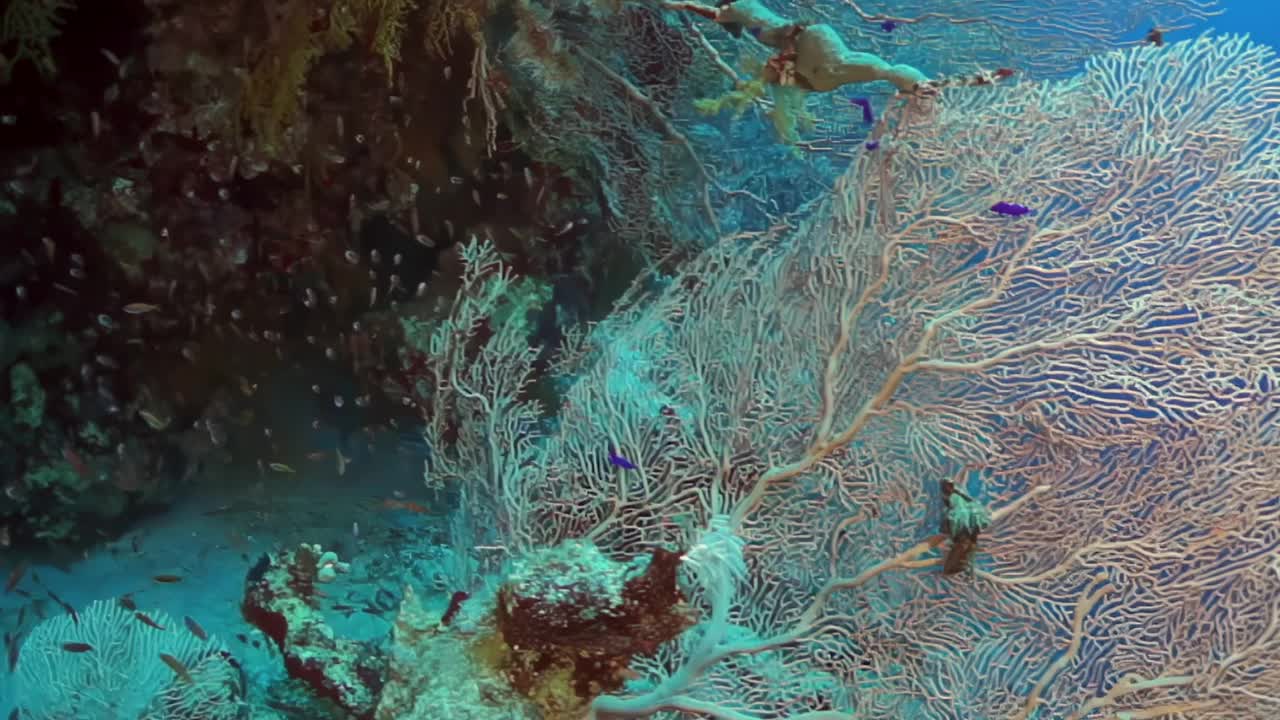 一个有蓝色和白色珊瑚的珊瑚礁视频下载