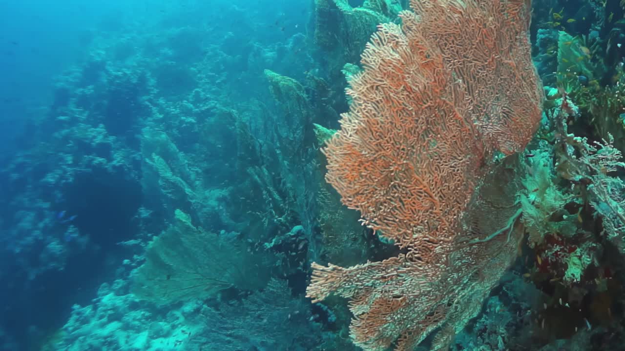前景是一棵巨大的红色植物的珊瑚礁视频下载