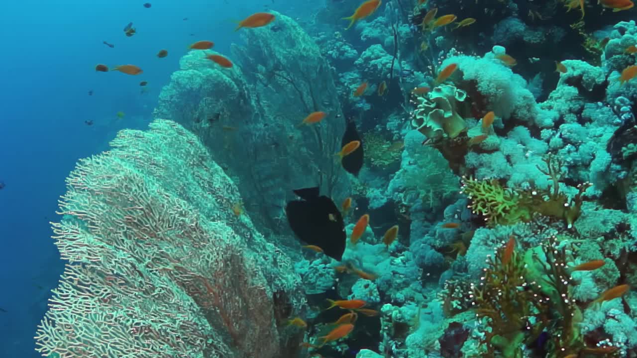 珊瑚礁周围游着各种各样的鱼视频下载