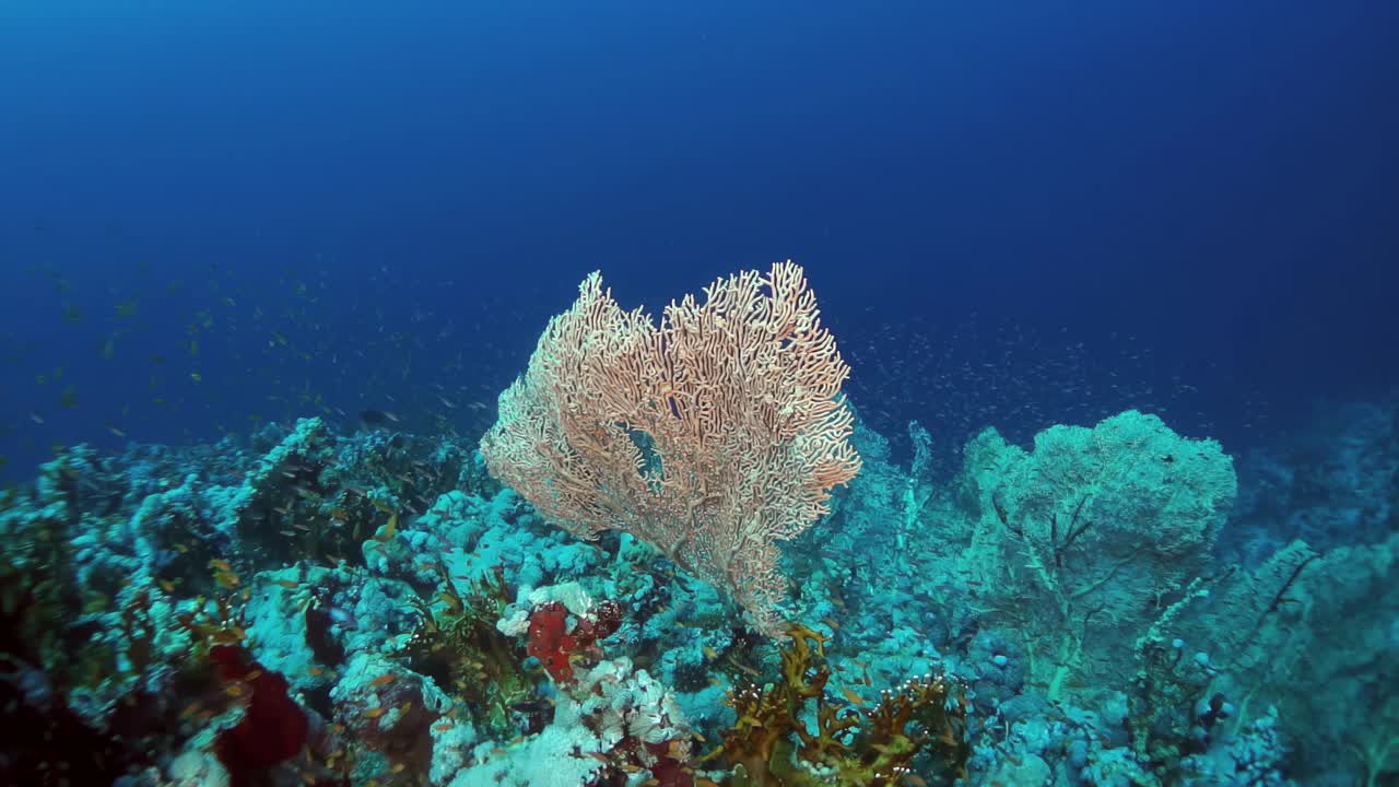 前景有一棵巨大的白色植物的珊瑚礁视频下载