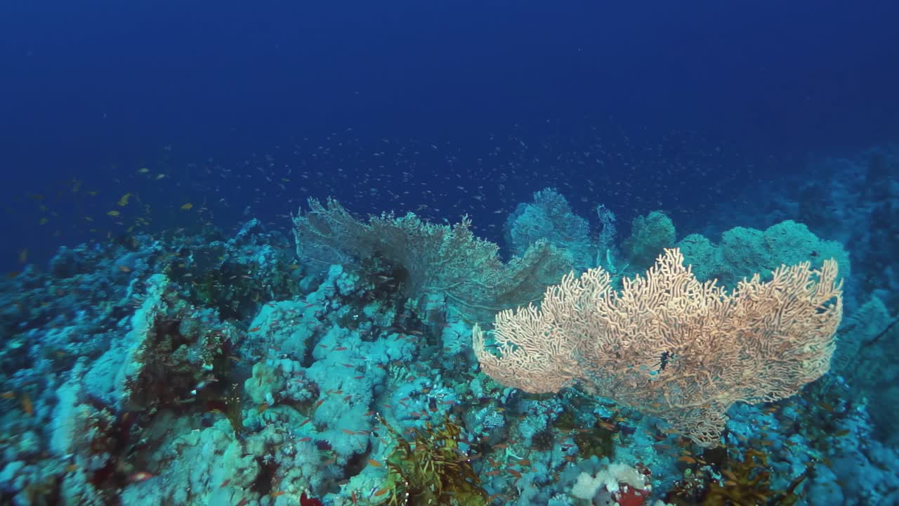 珊瑚礁上有各种海洋生物，包括鱼类视频下载