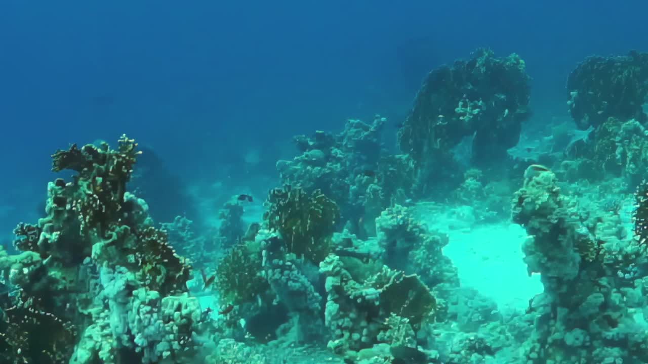 蓝色的海洋，有很多植物和珊瑚视频下载