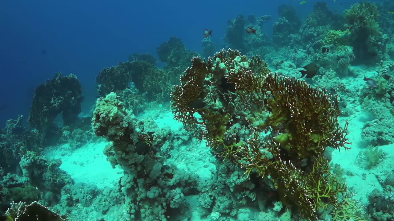 珊瑚礁用蓝绿相间的颜色表示视频下载