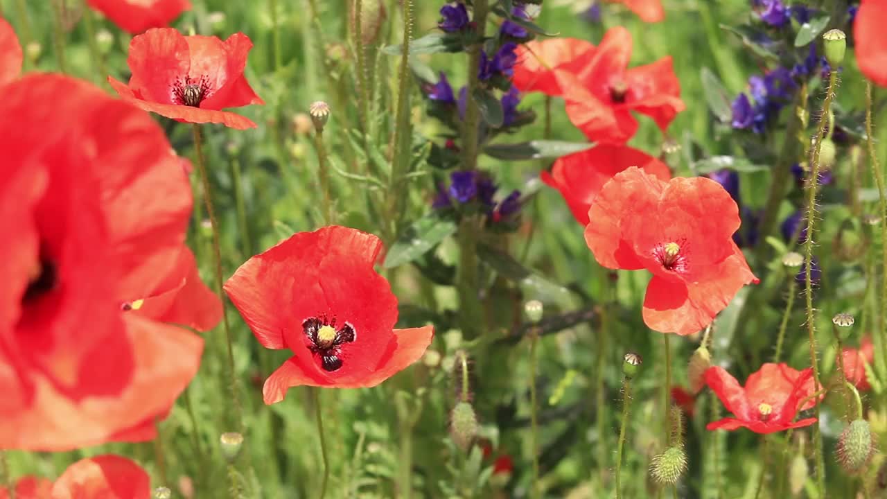 林间空地上飘着红罂粟花视频素材