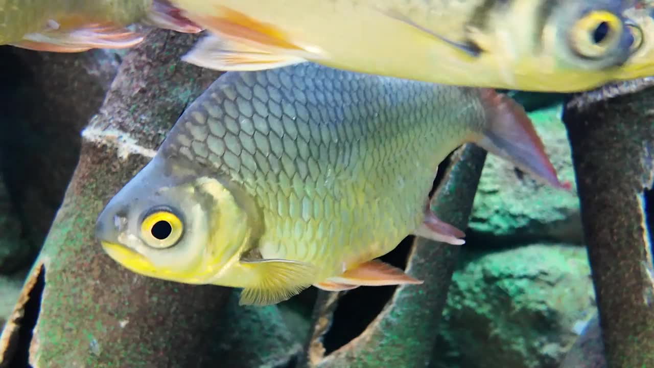 水下的金鳍鱼或锡箔鱼。4 k。视频下载