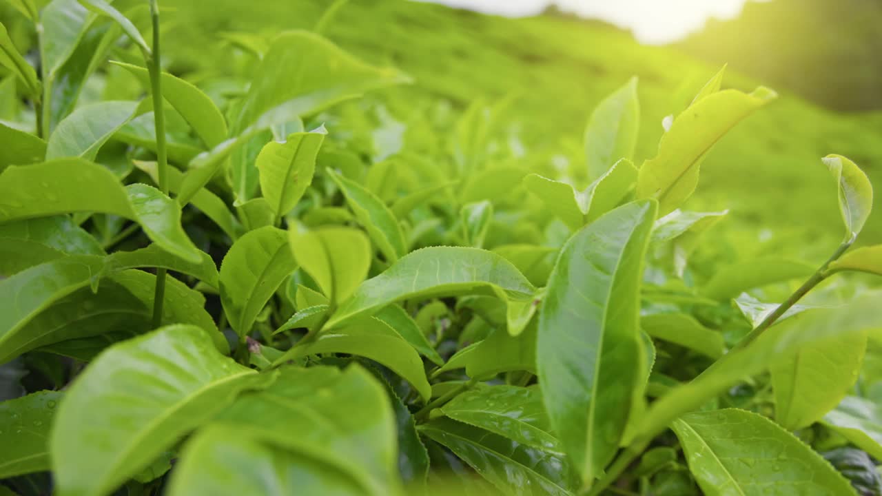 茶叶在早晨的阳光下。清新的茶叶在茶树上随风摇曳。金马伦高地，马来西亚视频素材
