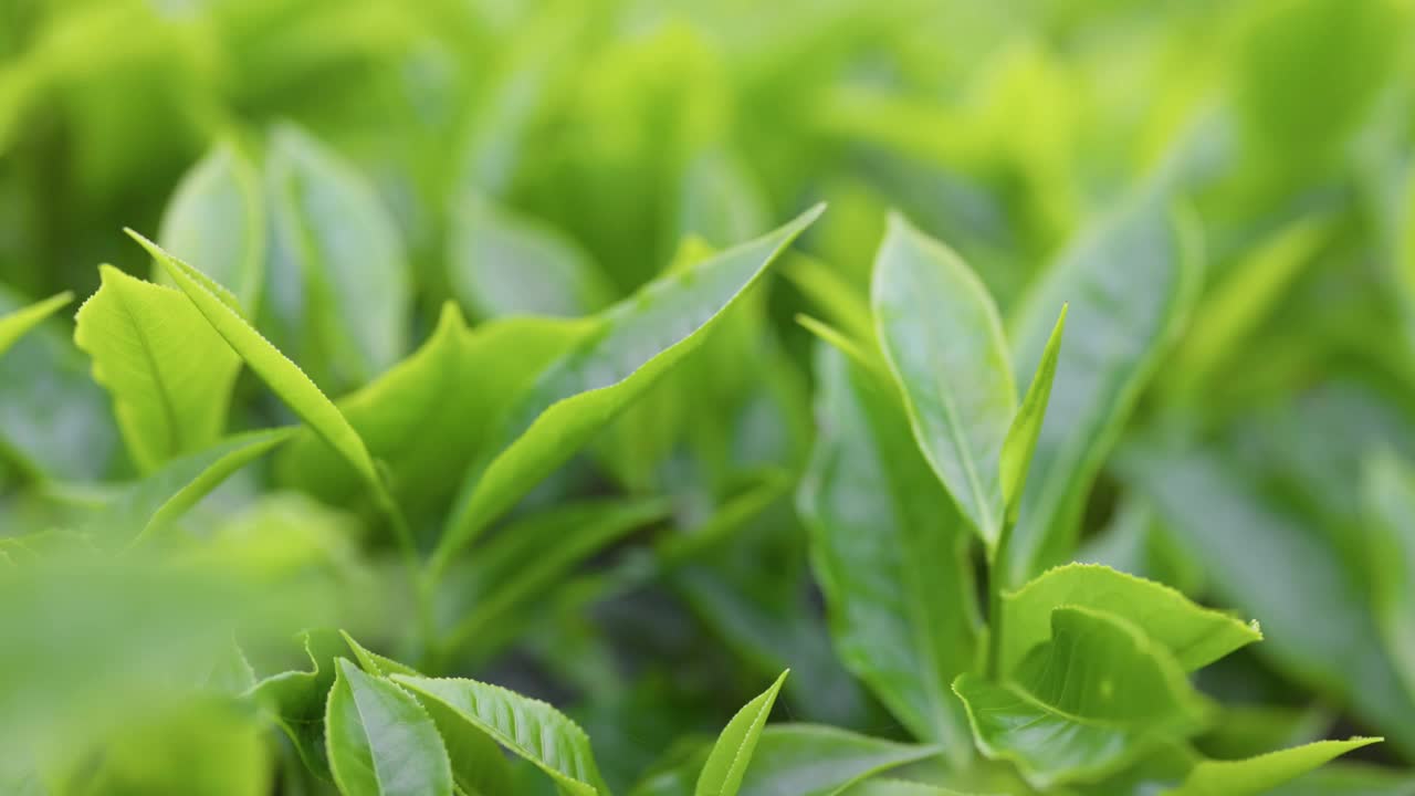 新鲜的绿茶叶子。茶园里潮湿的清晨。镜头穿过茶场的茶叶。浅景深视频素材