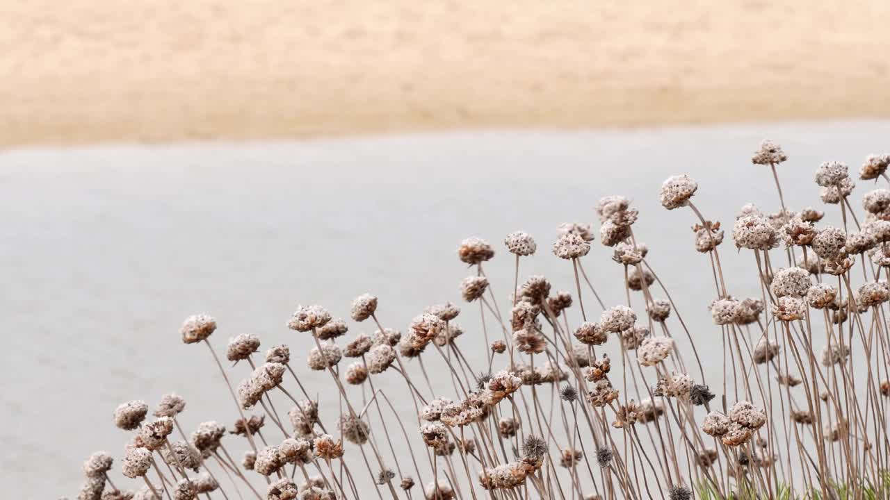 秋天宁静的湖畔野花干视频下载