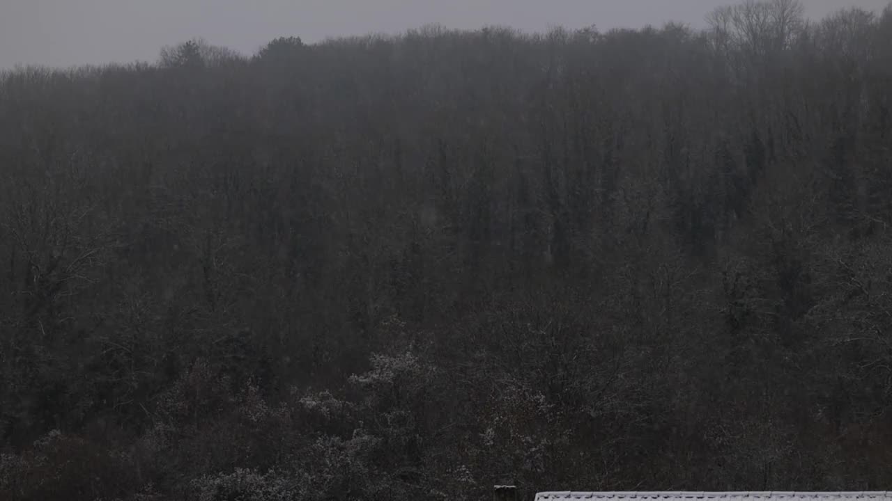 雪落在森林里。雪花慢慢飘落。冬天下雪的背景。冬季乡村风景的慢镜头视频下载