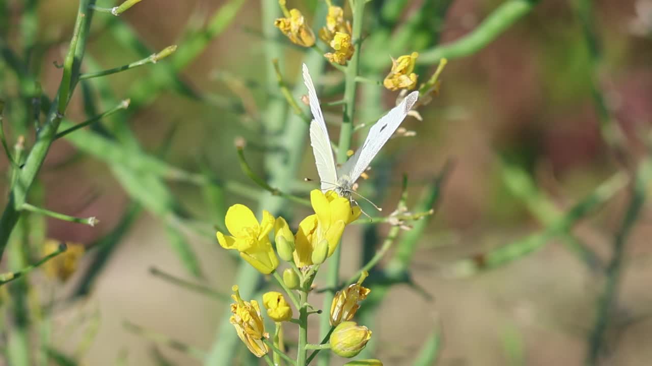 雌性白菜蝴蝶前部，青花蝶，进食白芥菜花(Sinapis alba)视频素材