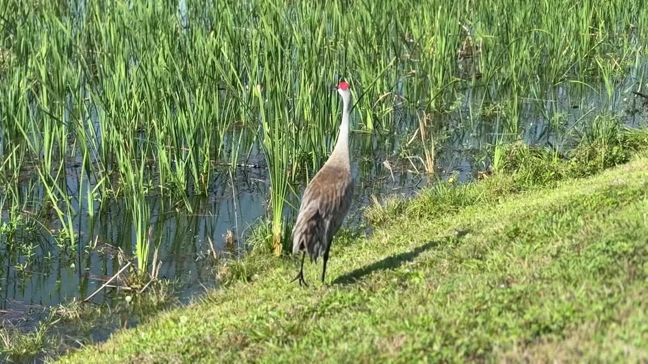 沙丘鹤视频素材