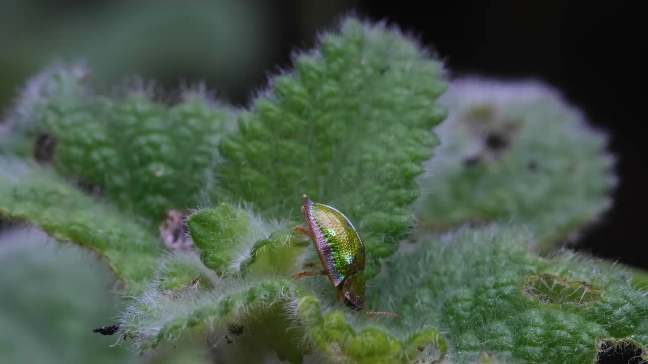 叶子上的金龟甲虫视频素材