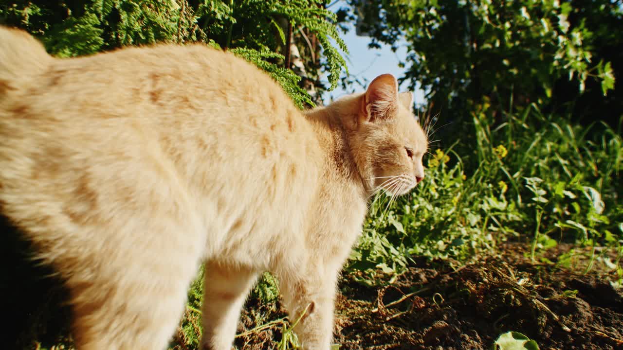 一只橙色的猫在花园里用后腿抓挠头。户外绿意盎然，阳光明媚。侧视图的设计和印刷视频下载