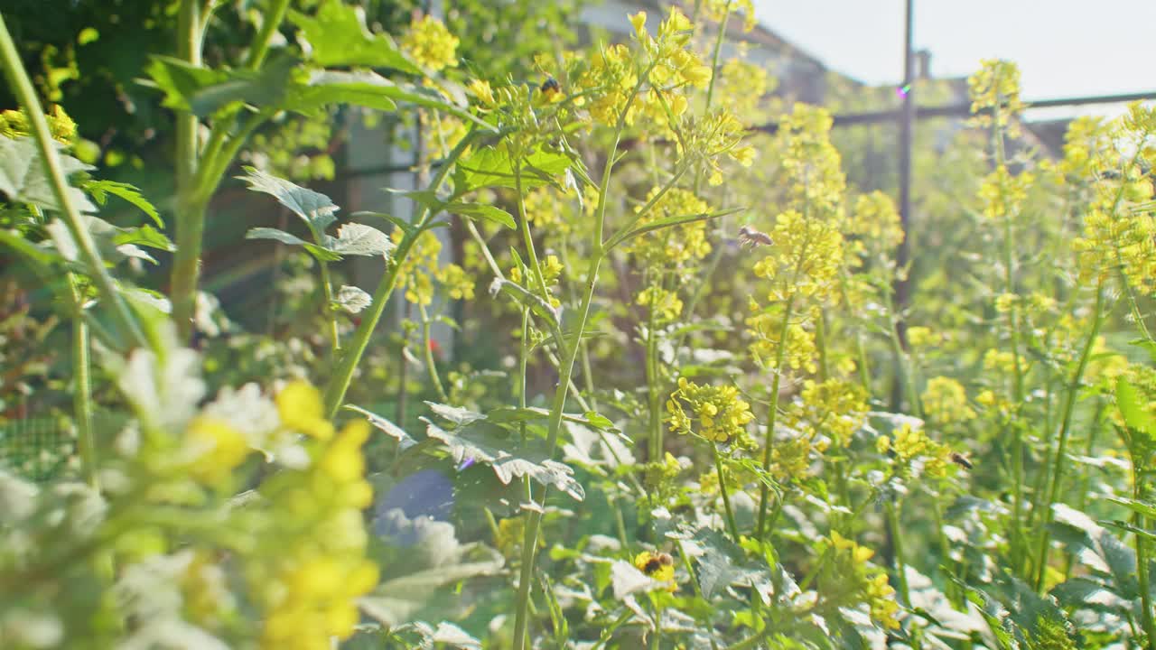 阳光下的黄色野花和绿色植物。户外花园有蜜蜂的场景。设计和印刷的自然概念视频下载