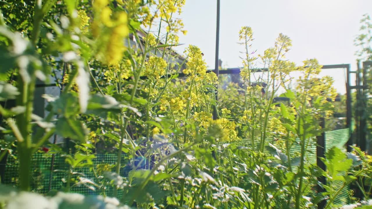 蜜蜂从黄花中采集花蜜。特写自然场景与模糊的背景。微距镜头的设计和印刷视频素材