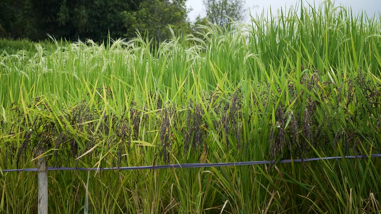 黑白水稻种植园视频素材