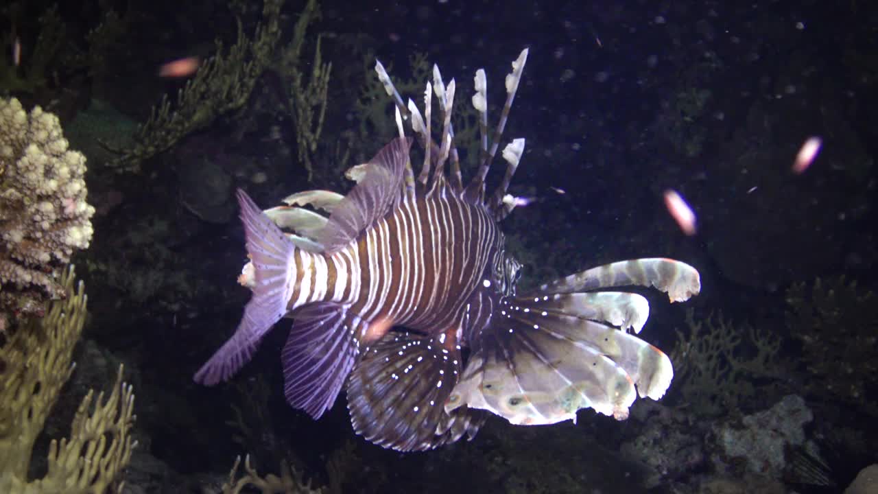 常见的狮子鱼(Pterois volitans)，鱼在珊瑚礁上狩猎和游泳。红海，埃及视频下载