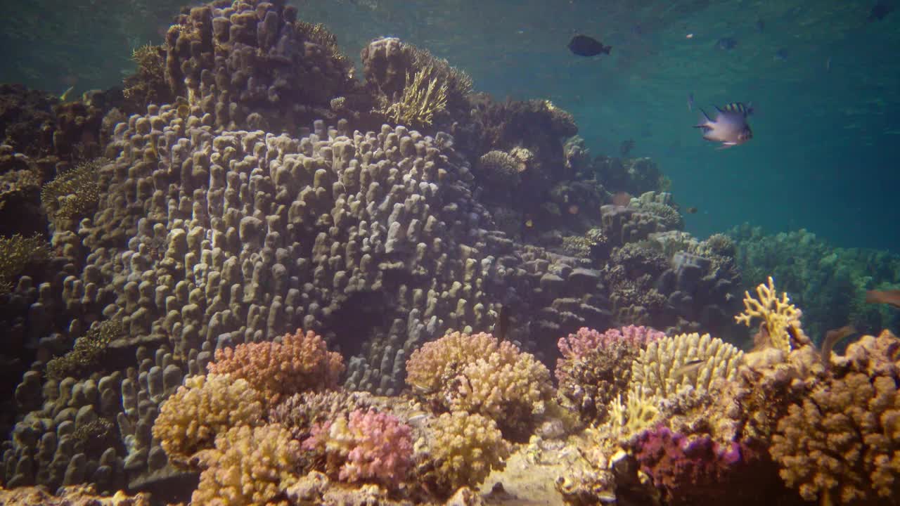 生命珊瑚礁。静态视频，红海珊瑚礁，阿布杜布。美丽的水下景观，有热带鱼和珊瑚。埃及视频下载