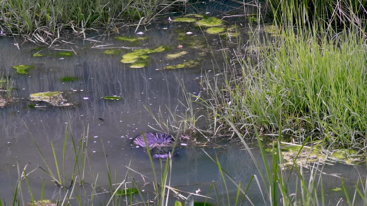 海狸在一个池塘里觅食，一个海狸池塘，在春天的风景中视频下载