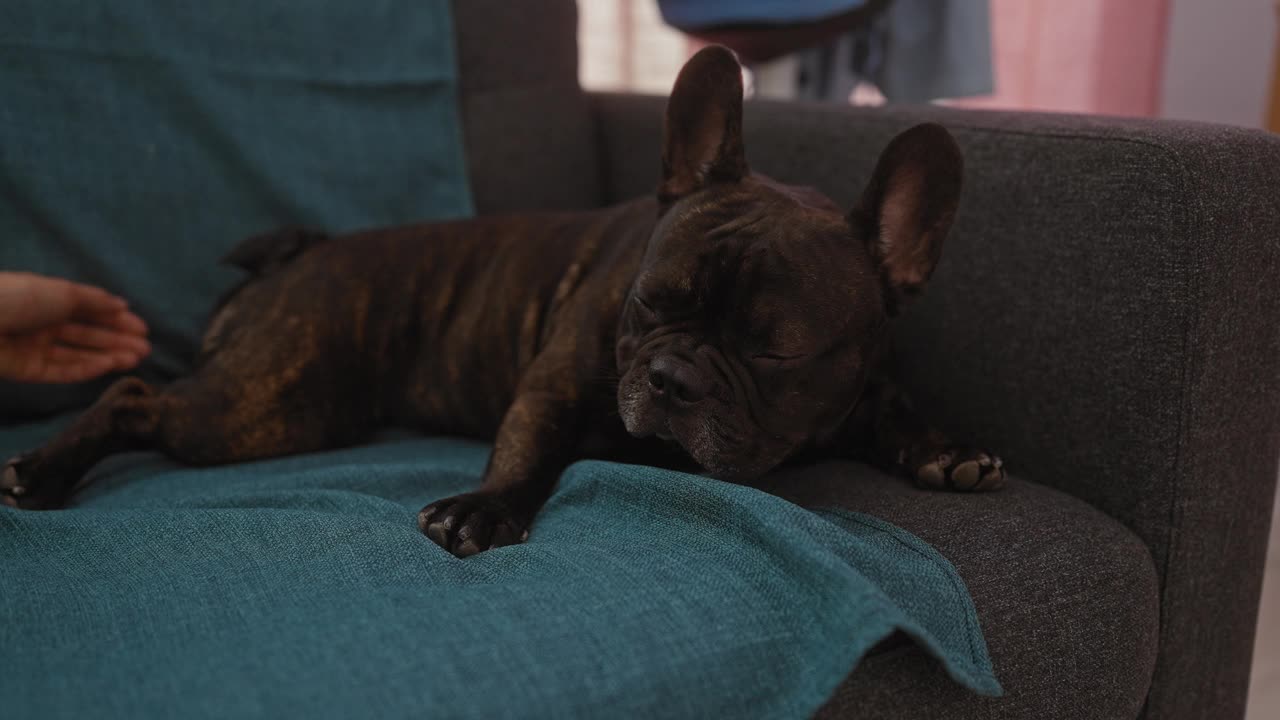 在舒适的客厅里，一只法国斗牛犬躺在铺着蓝色毯子的沙发上，旁边有一只女人的手。视频素材