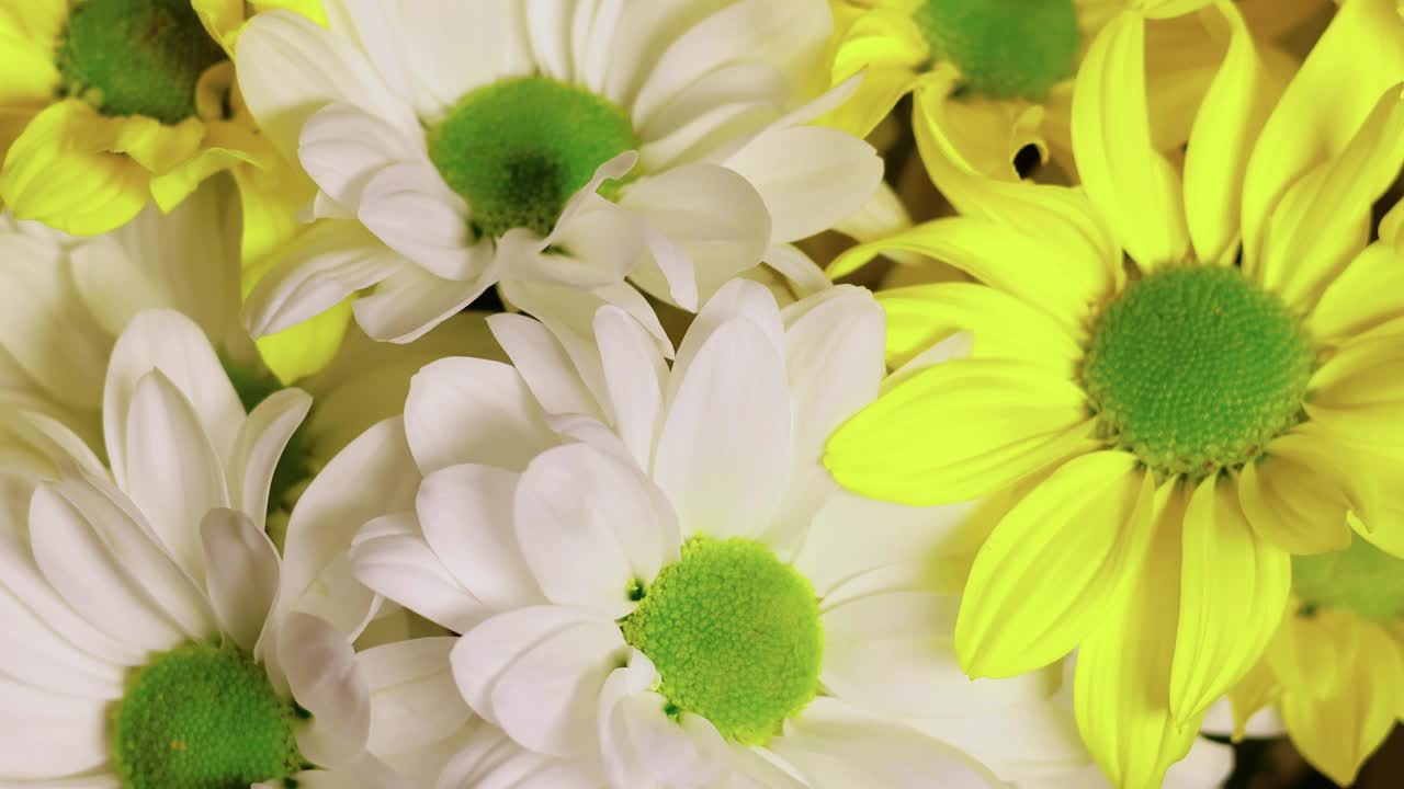 美丽的花束，白色和黄色的花朵，近距离观看。菊花的背景。缓慢的运动。视频素材
