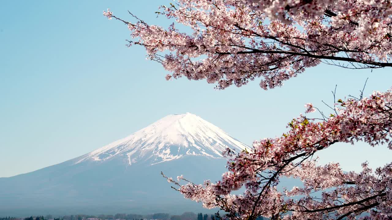 富士山和樱花。日本山梨县川口湖的春景。视频素材