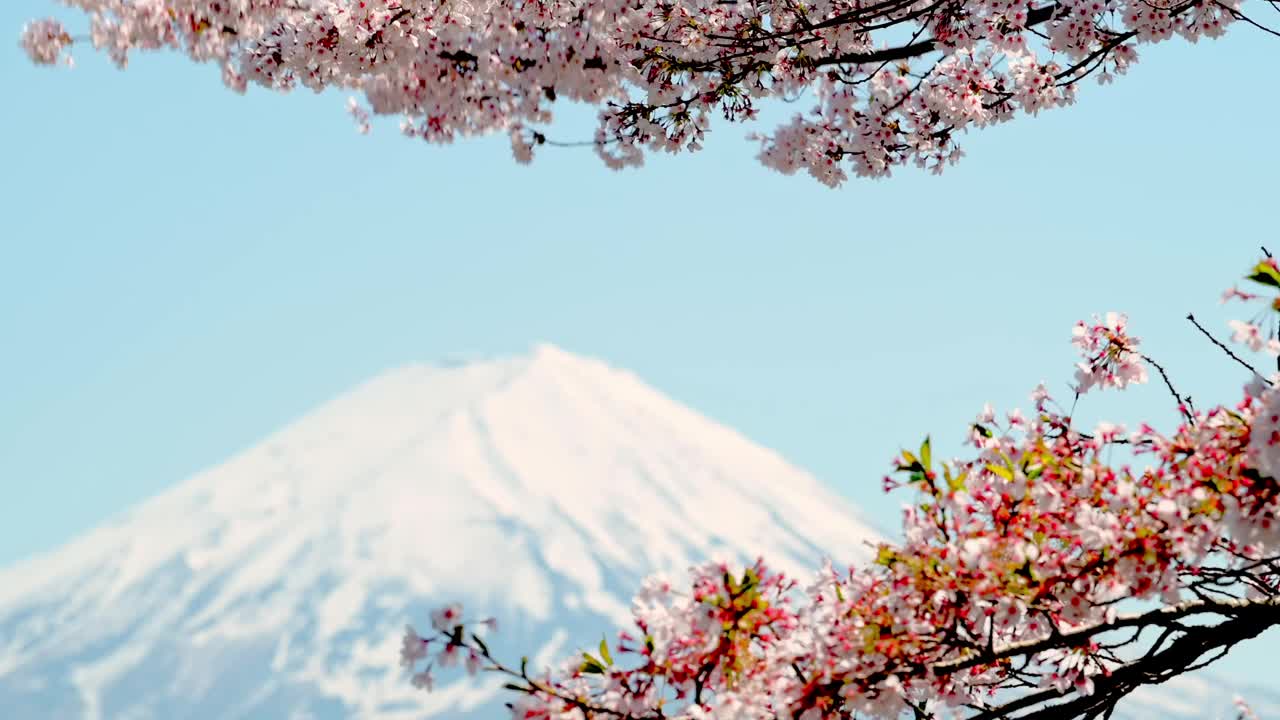 富士山和樱花。日本山梨县川口湖的春景。视频素材