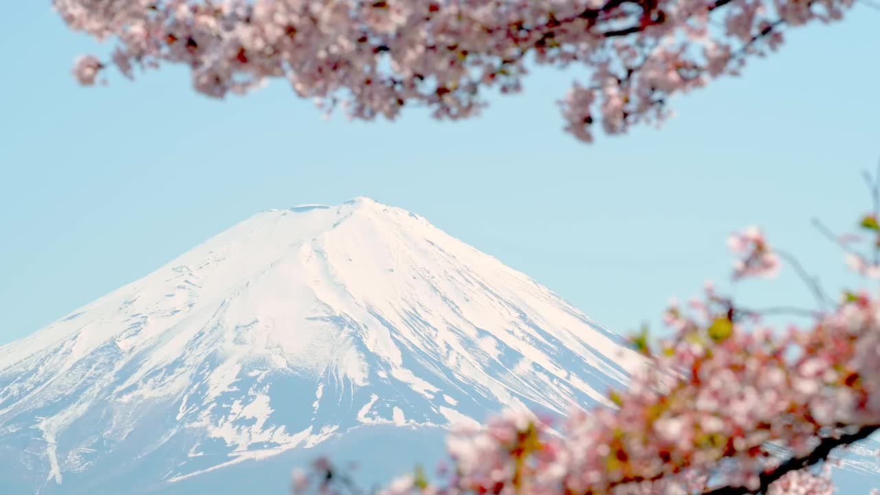 富士山和樱花。日本山梨县川口湖的春景。视频素材