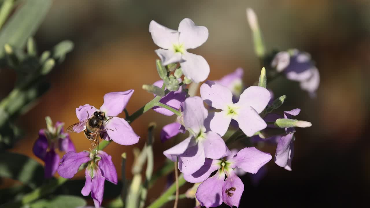 蜜蜂在花园里给花授粉视频素材