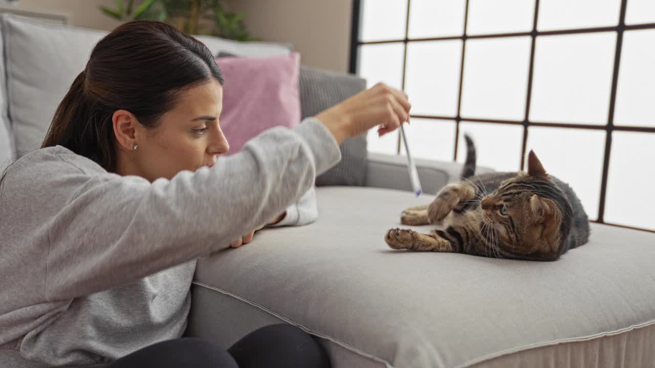 一名年轻女子在公寓的客厅里和她的宠物猫玩耍，她用沙发上的魔杖玩具逗猫玩。视频素材