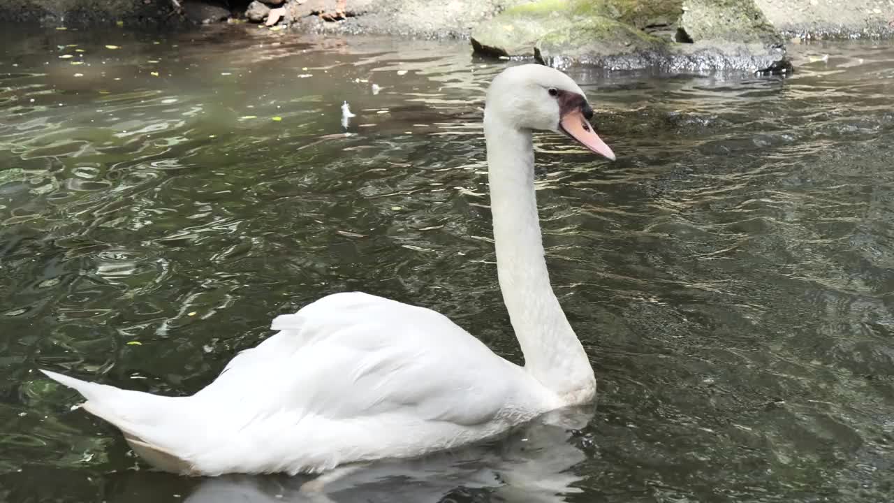 疣鼻天鹅视频素材