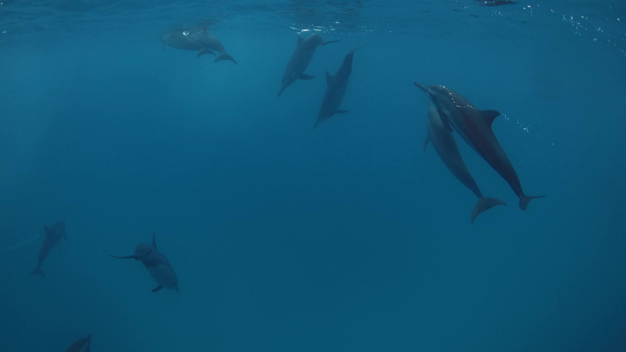 海豚在蓝色的海洋中游泳。水下海豚家族视频素材