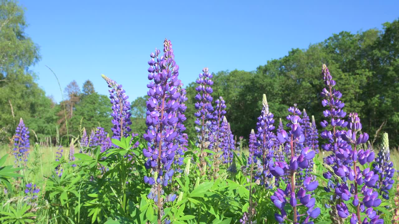 德国草地上的野生羽扇豆，夏天紫色的花朵，羽扇豆盛开的田野视频素材