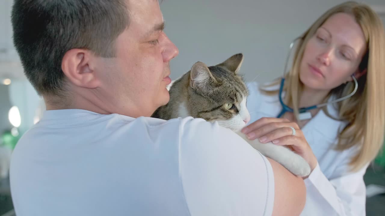 主人抱着猫和兽医检查宠物的健康状况，听肺部的呼吸视频素材