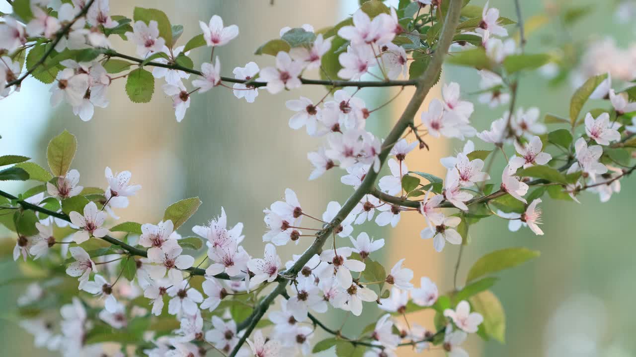 春天的大自然，树枝、果实被风慢慢地吹动。早春时节盛开着白色花朵的美丽树枝。唤醒自然。绿色环境理念。放松浪漫绽放的背景视频素材