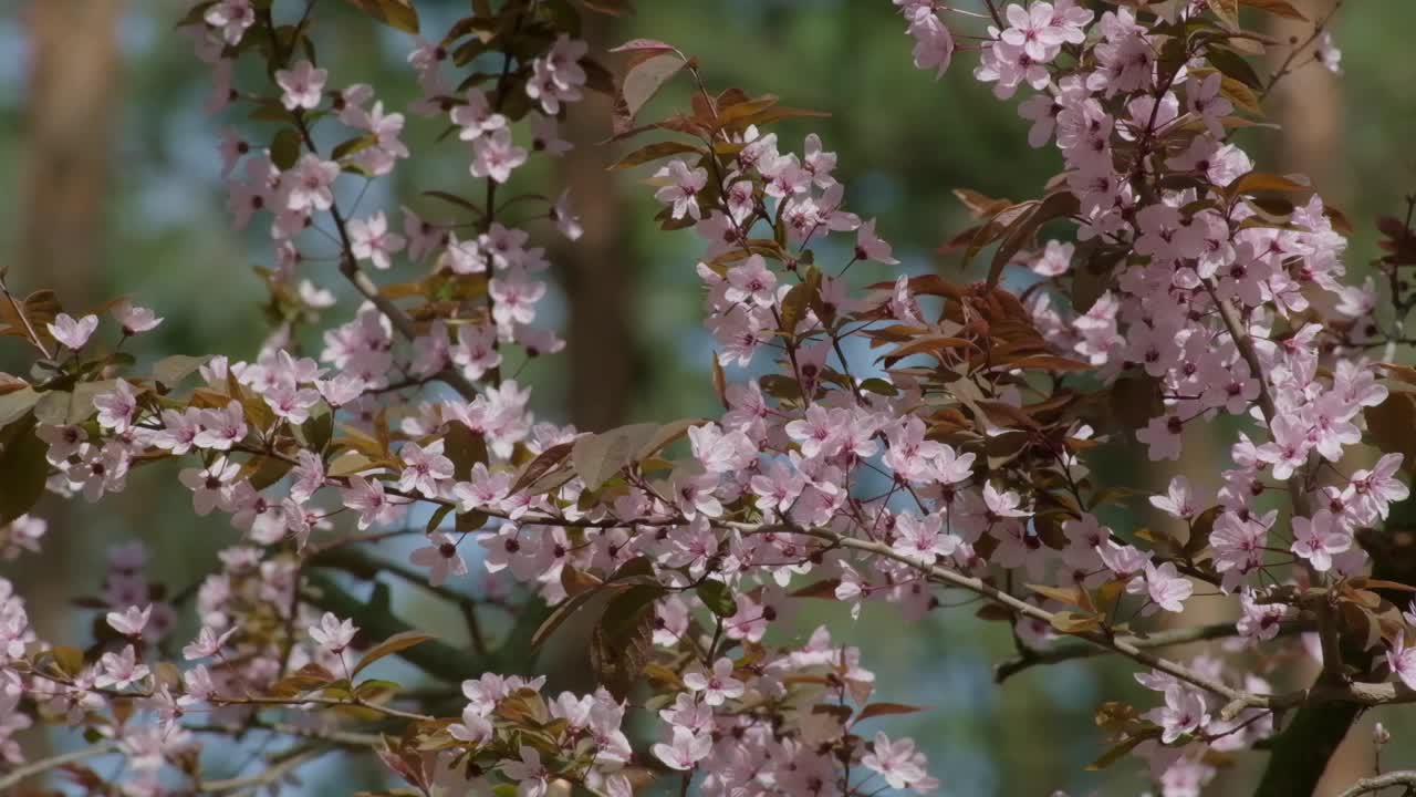 春天的大自然，树枝、果实被风慢慢地吹动。早春时节盛开着白色花朵的美丽树枝。唤醒自然。绿色环境理念。放松浪漫绽放的背景视频素材