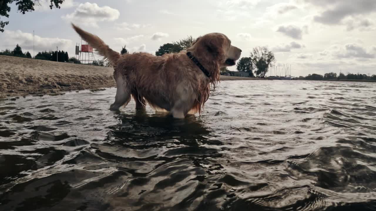 可爱的金毛猎犬在水中摇晃视频下载
