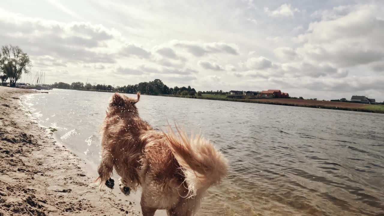 年轻的金毛猎犬在沙滩岸边奔跑视频素材