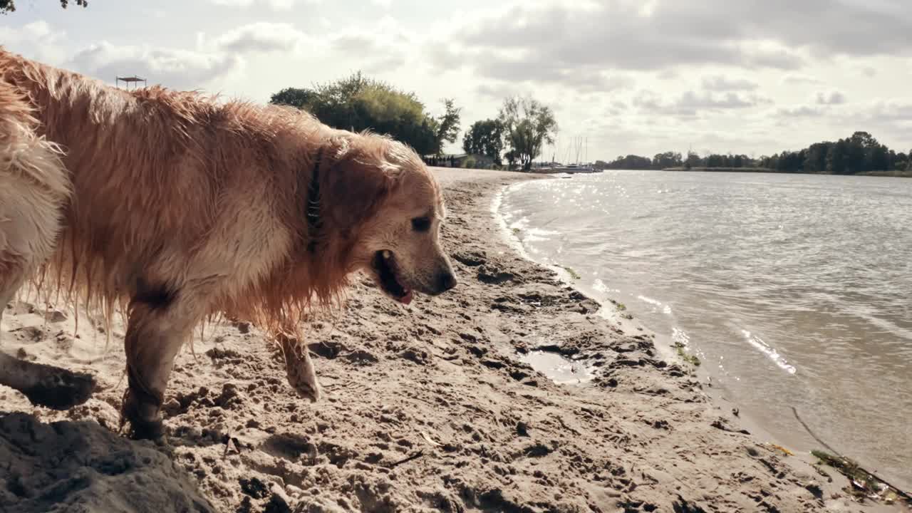 寻回犬在沙滩上的水里散步和玩耍视频下载