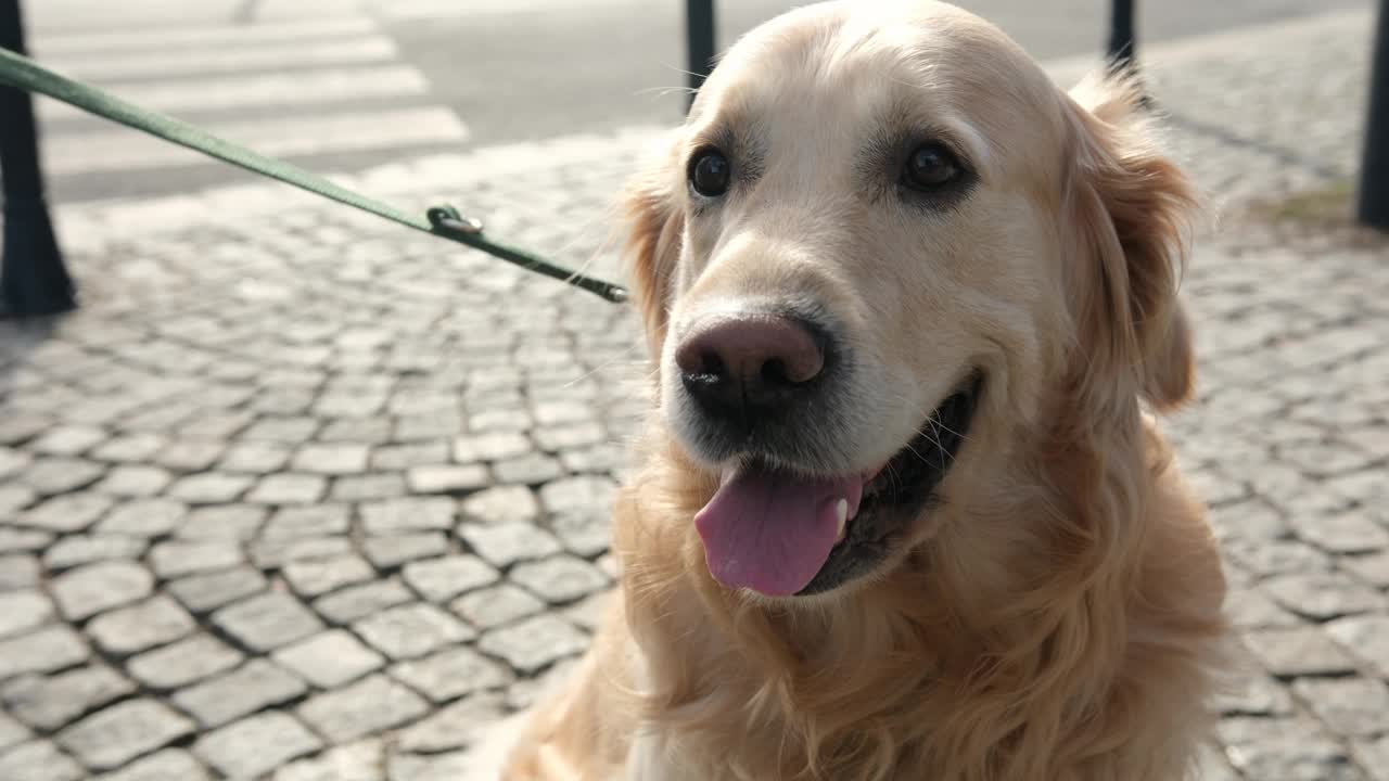 城市街道上拴着的金毛猎犬可爱的口鼻视频下载