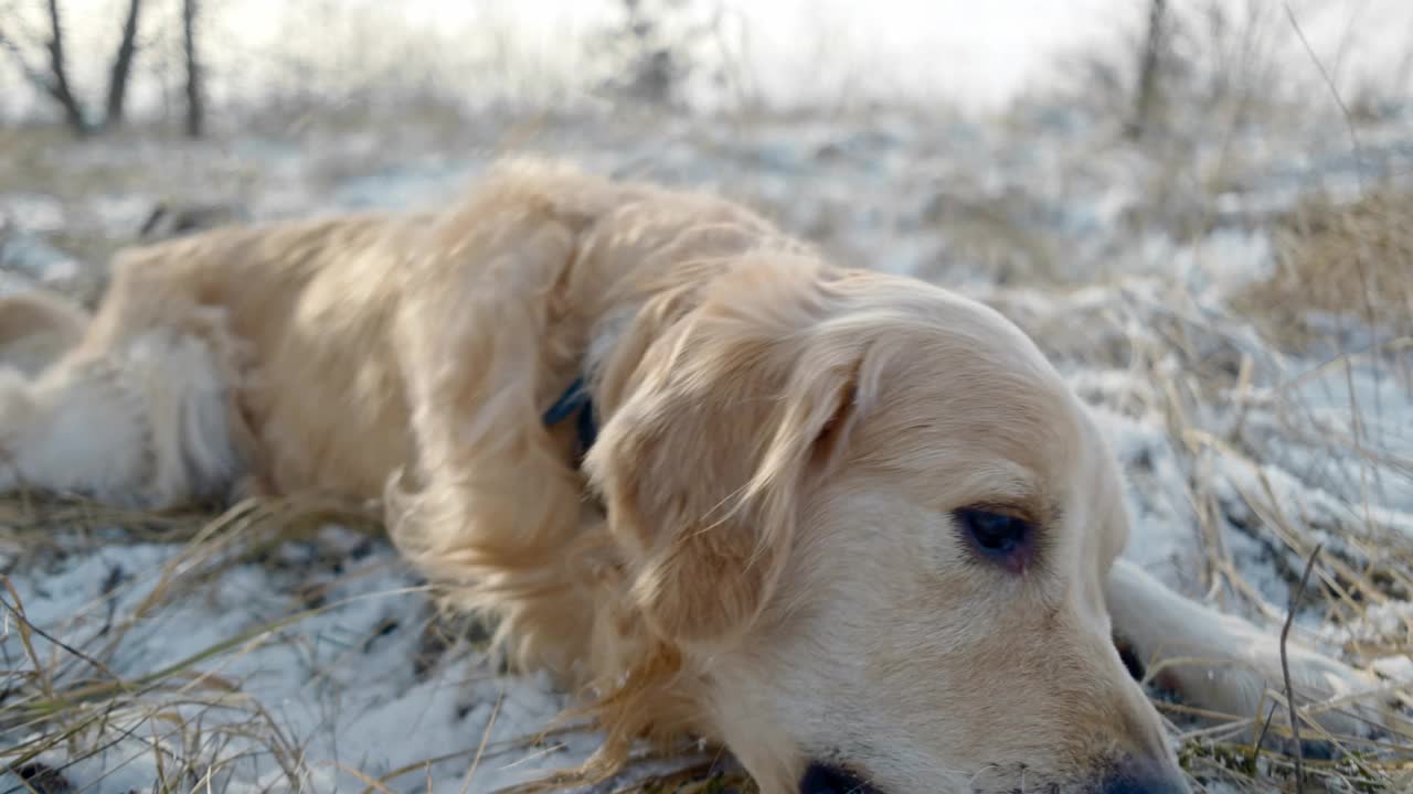 美丽的金毛猎犬在冬天走在街上视频素材
