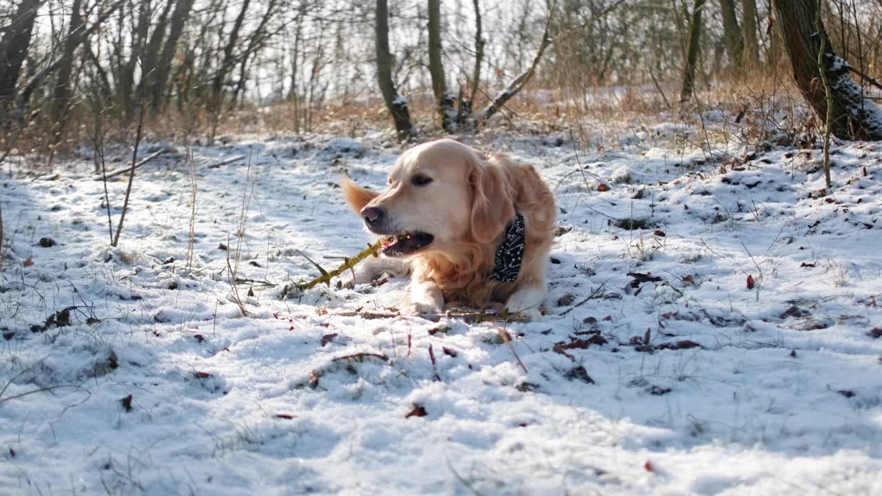 狗在冬天散步时玩雪视频下载