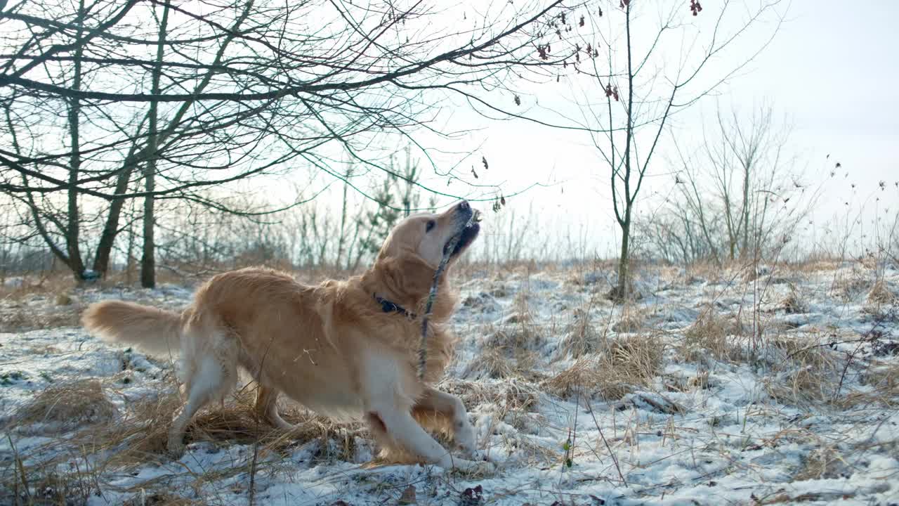 狗在冬天散步时玩雪视频素材
