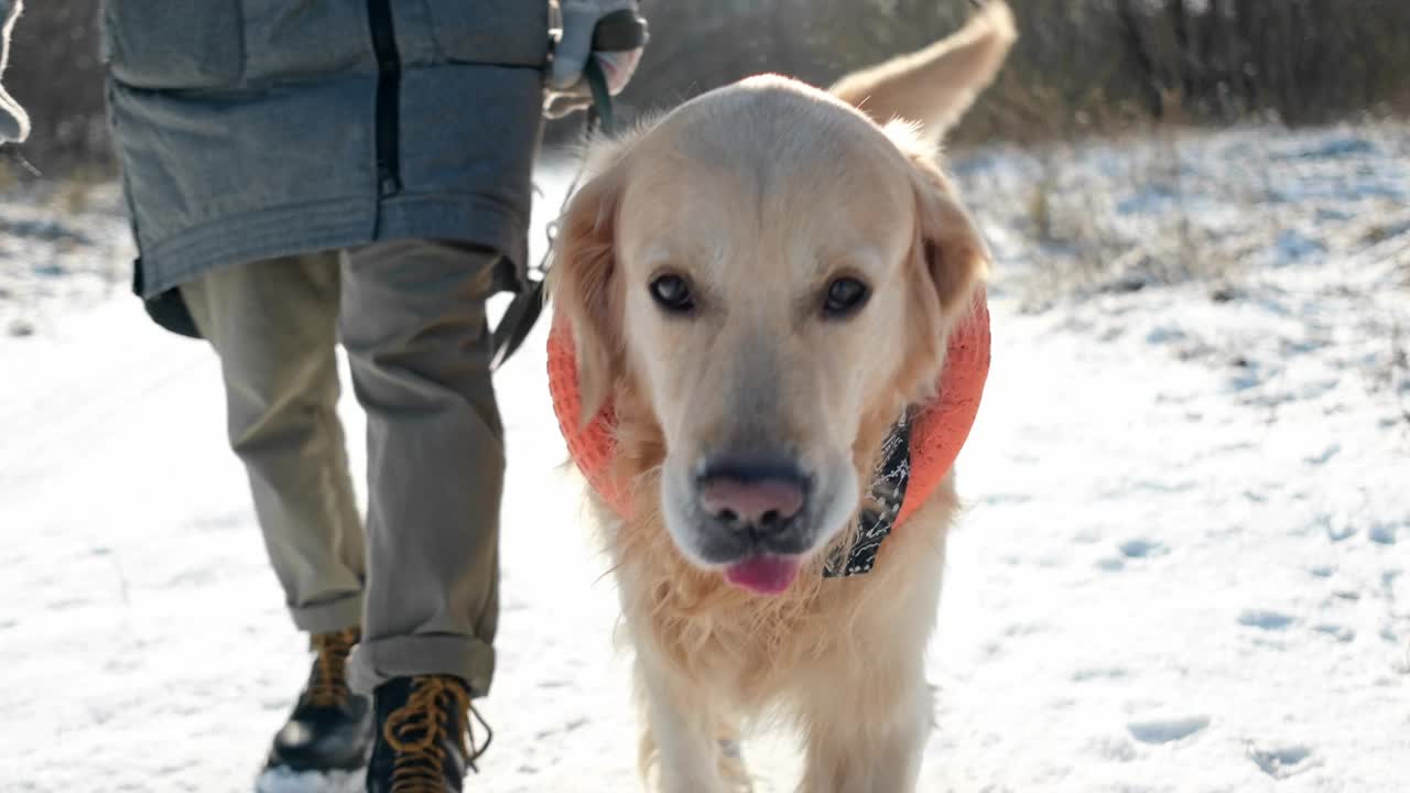 女孩在冬天的雪地里遛她的金毛猎犬视频素材
