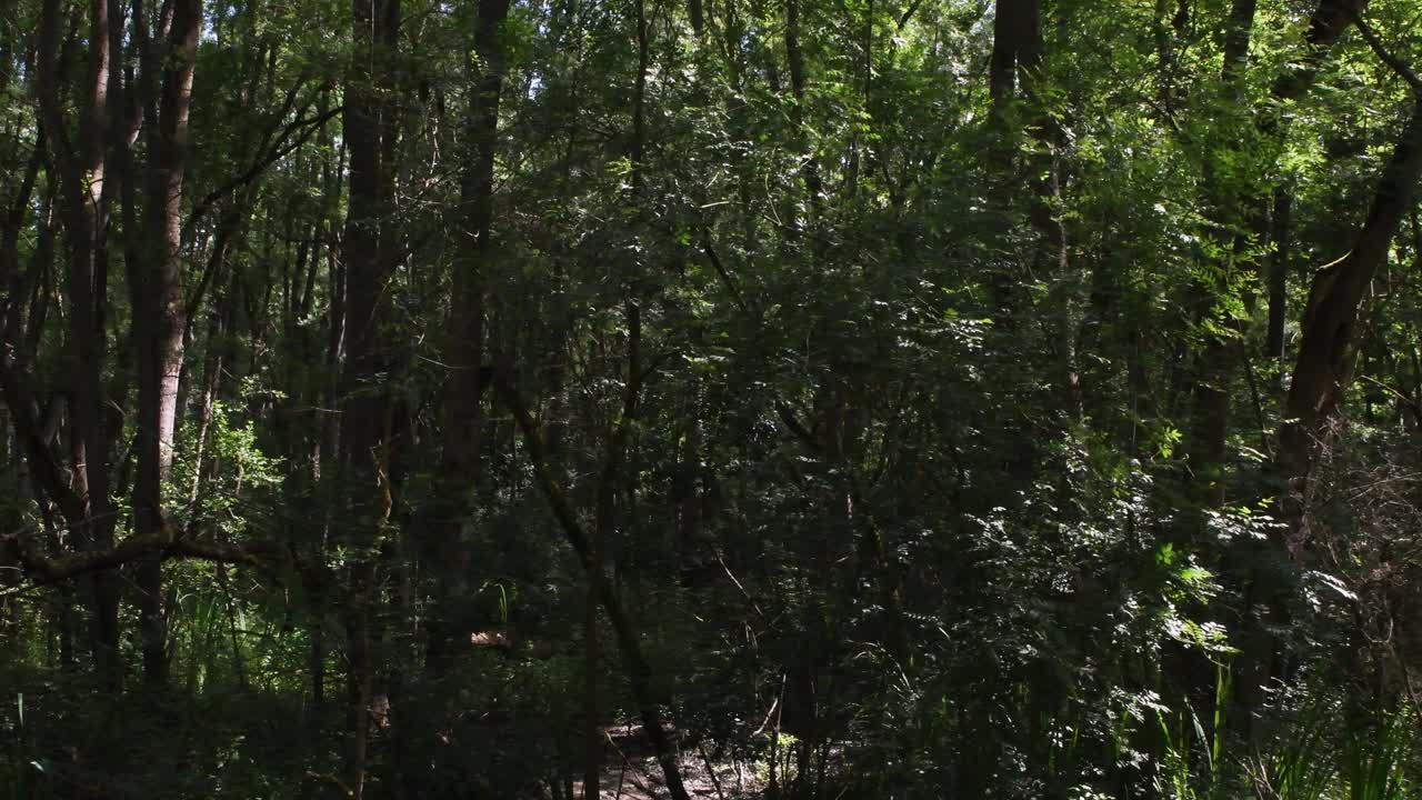 蓬特阿尔贝特被水淹没的森林景观视频下载