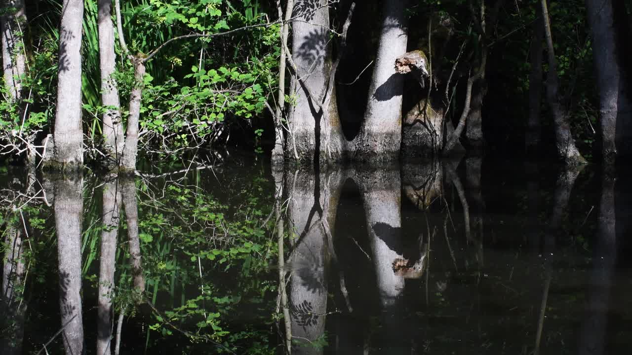 蓬特阿尔贝特被水淹没的森林景观视频素材