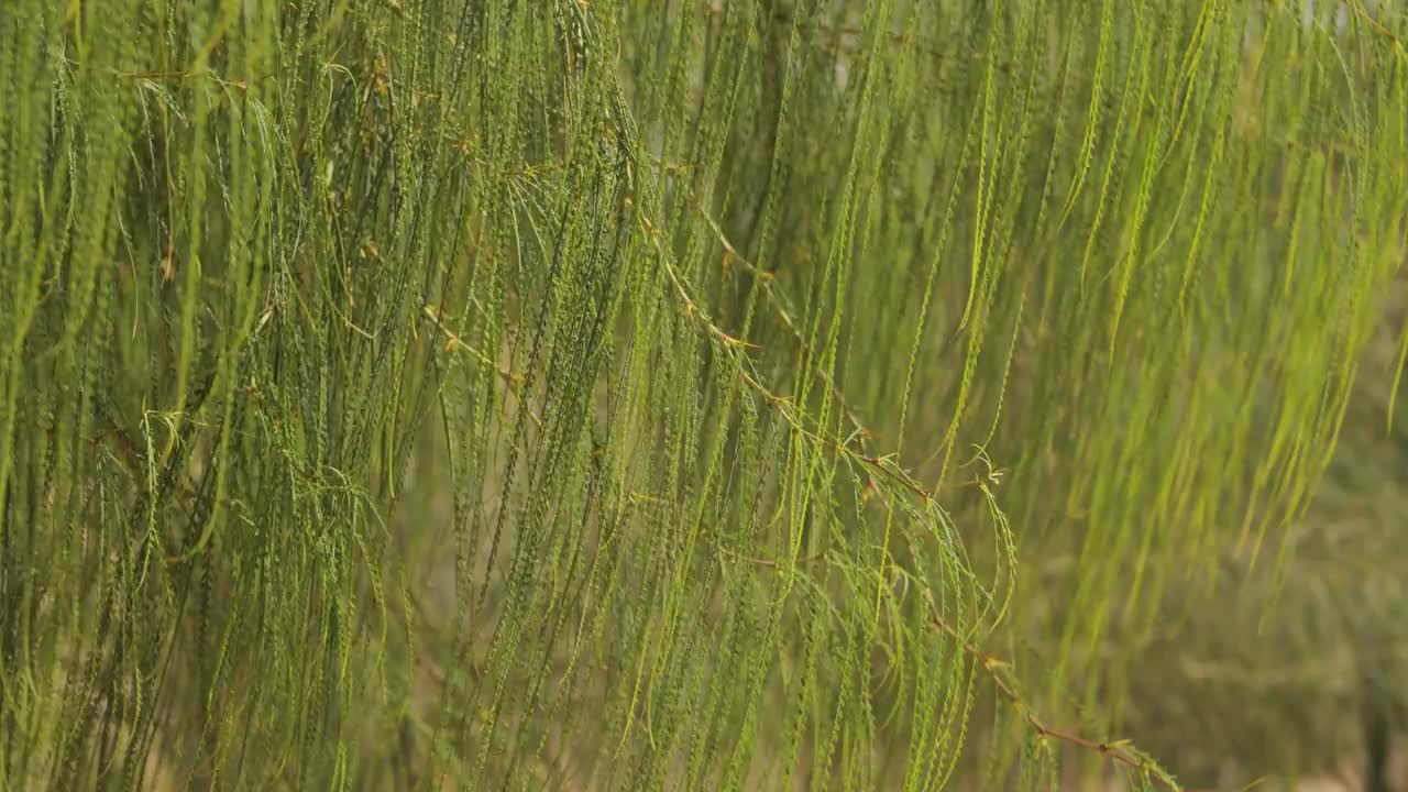 垂落的柳枝大树视频素材